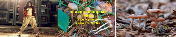 дмт Алзамай